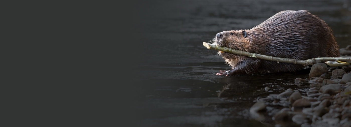 A beaver carrying a branch through the water