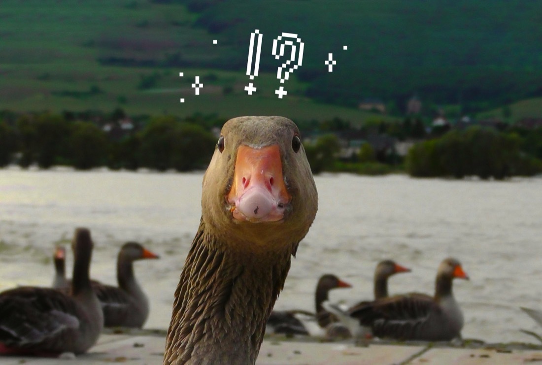 Ducks gathered on a pond