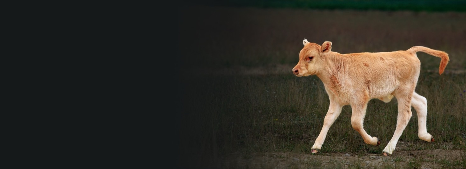 A young calf walking through a field