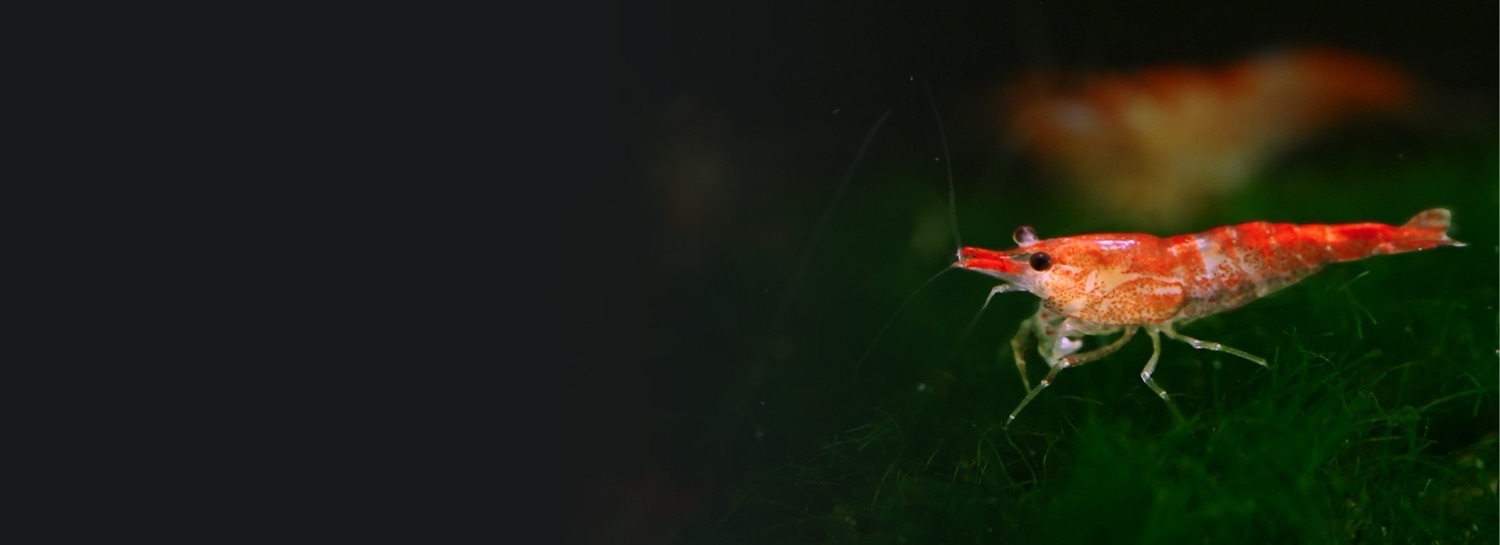 A shrimp on aquatic plants underwater