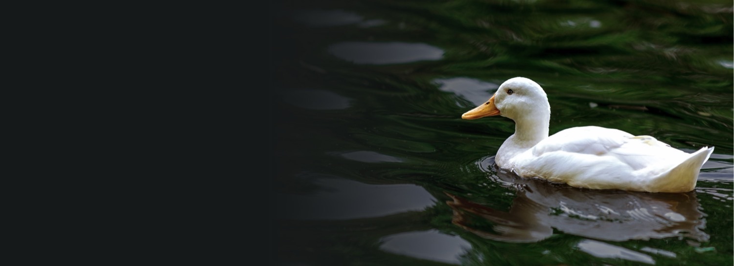 A white duck swimming on dark water