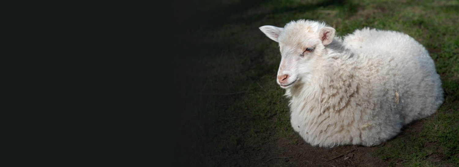 A sheep resting on grass