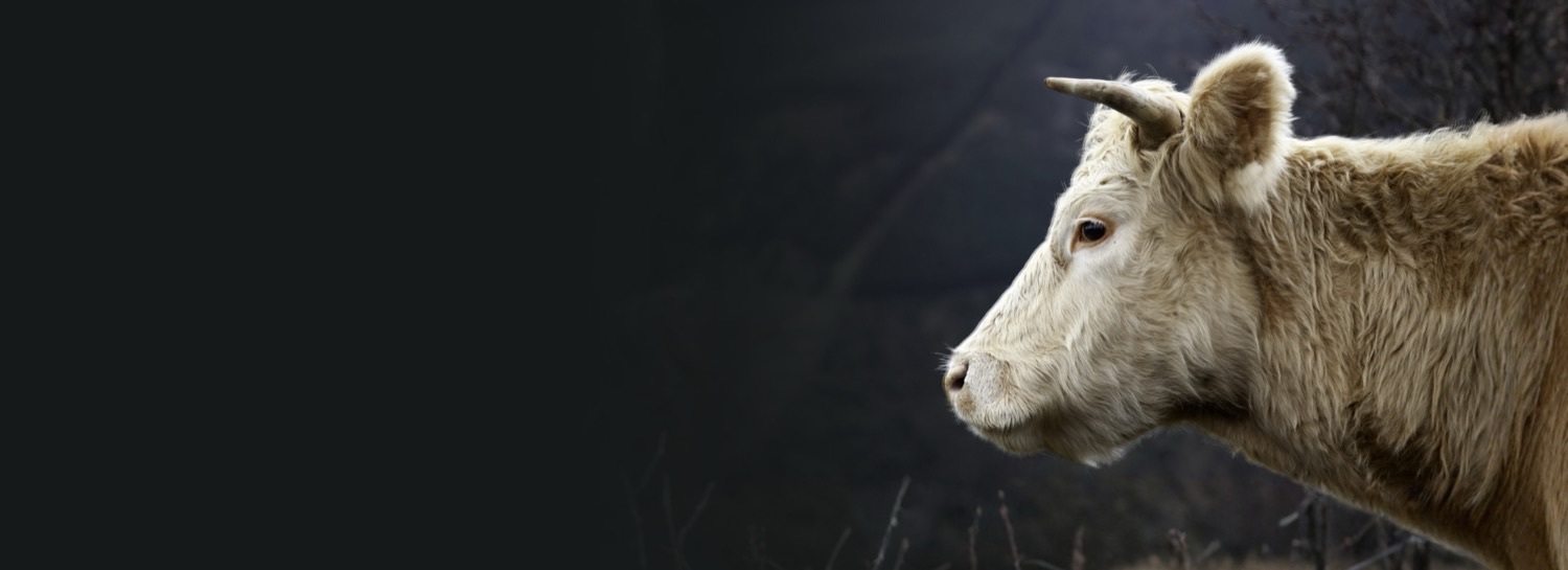A cow standing in a pasture