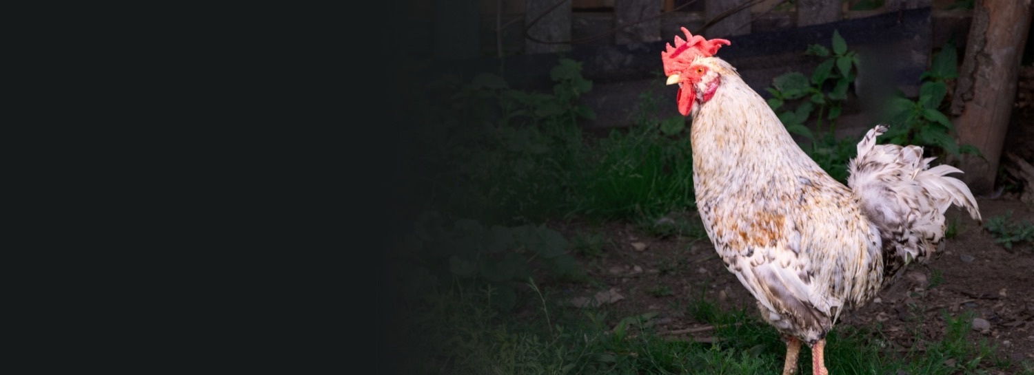 A rooster standing in a grassy yard