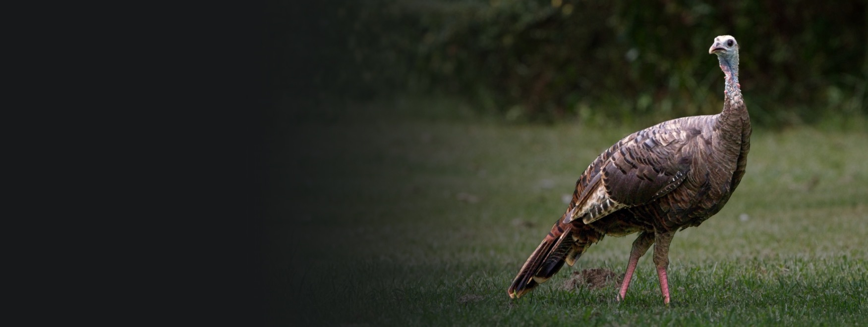 A wild turkey on grass
